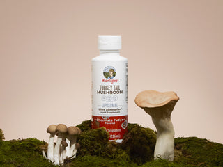 Banner image of article on Turkey Tail Cherry Chocolate 